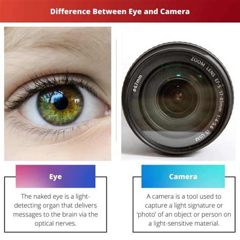 how eyes are similar to cameras